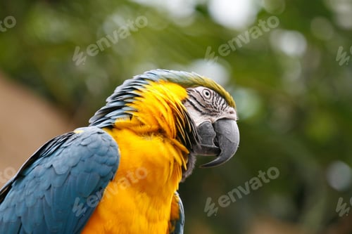 Vorschau: Vogel, Papagei, Scharlachrot, Ara