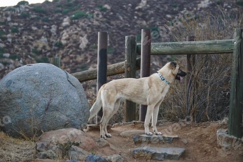 Preview: Dog out in the wilderness