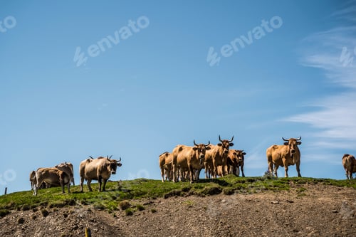 Preview: Large herd of cows peacefully grazing on hilltop under clear blue sky in countryside