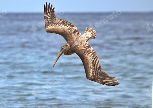 Pelican in Flight Diving Over the Ocean