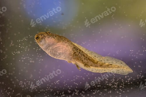 Preview: Swimming Tadpole of Phelophylax frog