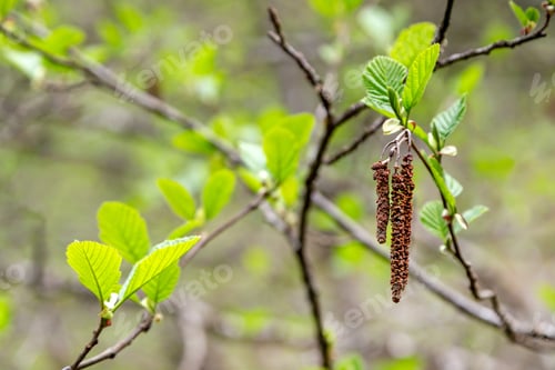 Preview: Willow buds on the tree in spring in Tbilisi, Georgia, closeup