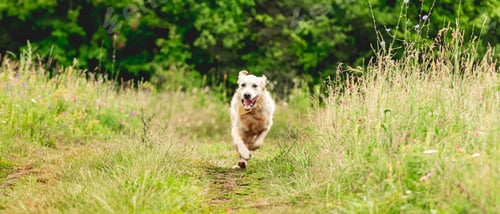 Preview: Funny golden retriever on flowering field