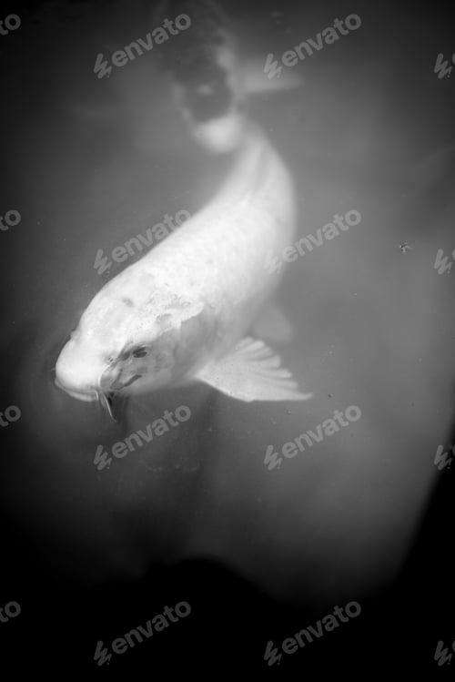 Preview: Golden Carp