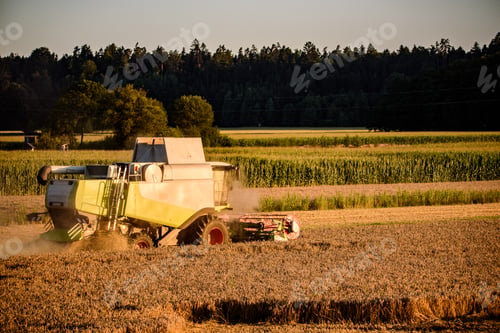 Preview: Harvesting wheat field with combine