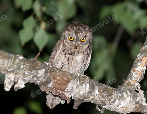 Preview: Eurasian scops owl, Otus scops. A bird sits on a thick branch, looking down
