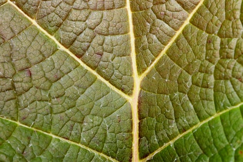 Preview: Oakleaf Hydrangea Leaf - Macro Photograph Of A Portion Of An Oakleaf Hydrangea Plant, Showing