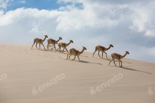 Preview: Vicuna