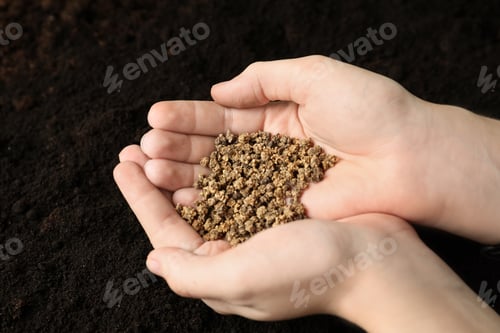 Preview: Woman holding pile of beet seeds over soil, closeup. Vegetable planting