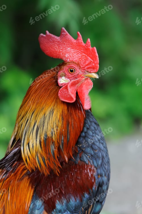 Preview: Rooster