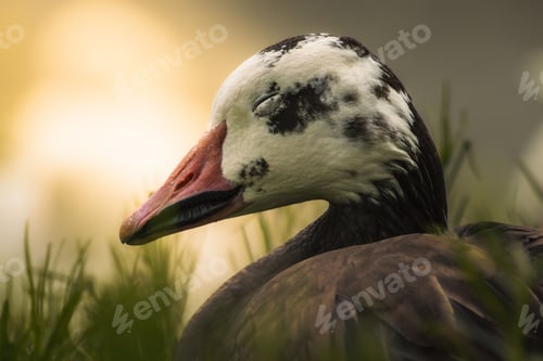 Preview: Close-up of a white goose (Anser caerulescens) illuminated by soft sunlight