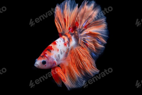Preview: Beautiful Betta Fish