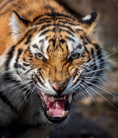 Preview: Close up view portrait of a Siberian tiger