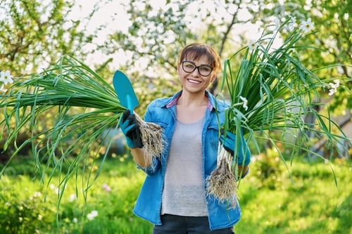 Preview: Woman in gardening gloves with white daffodil bush plant and shovel, female looking at camera