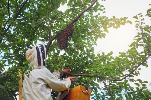 Preview: Beekeeper putting beehive from tree into box