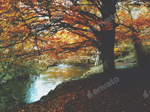 Preview: Fairytale forest. Autumn colors. Earth tone. Atmospheric mood.