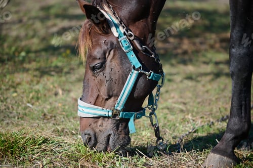 Preview: A dark brown horse walking through tall grass in a lush green field, with its tail swishing in the