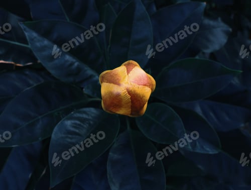 Preview: Abstract yellow bud of tropical flower against background of large green leaves, minimal concept