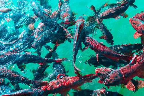 Preview: In the ocean, fish swim