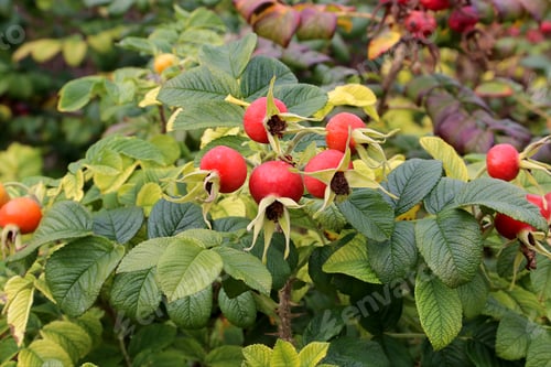 Preview: Wholesome berries of wild rose