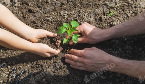 Preview: A child with his father plant a nursery garden. Selective focus.