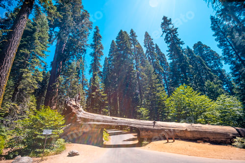 Preview: Sequoia National Park, the famous tunnel of the park called Tunnel Log, California
