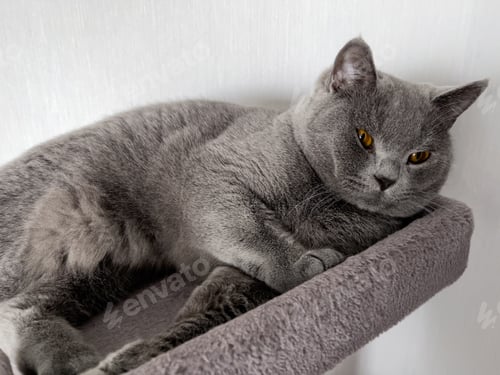 Preview: The British Shorthair Young Cute Cat Sleeping