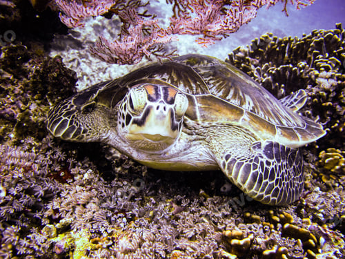 Preview: Turtle at the sea