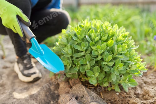 Preview: Woman cultivating green plants and flowers with garden shovel, sedum close-up