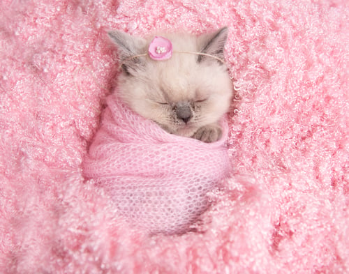 Preview: newborn british kitten sleeps on pink fur