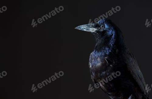 Preview: Close up of raven