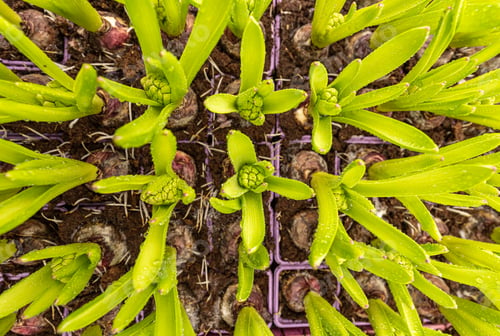 Preview: Hyacinth with new leaves and flower buds