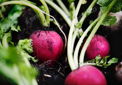 Preview: Closeup of fresh organic radishes in soil