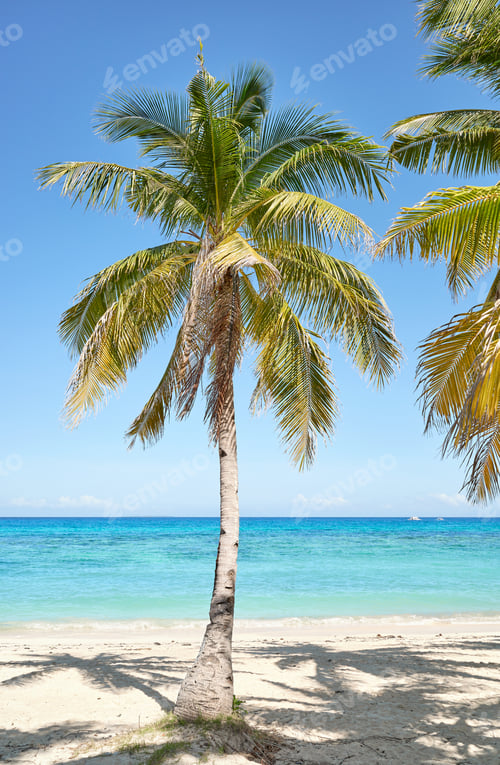Preview: Coconut palm tree on the beach on Malapascua Island, Philippines.