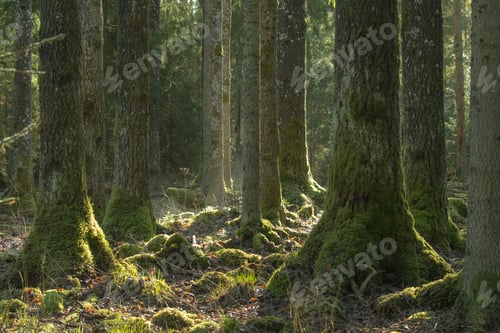 Preview: Trunks of the old trees in the morning mist