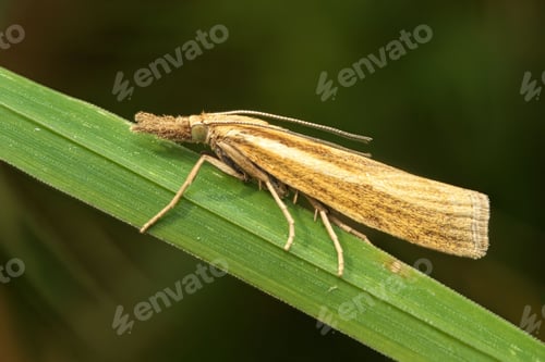 Preview: Brown moth resting on a green leaf