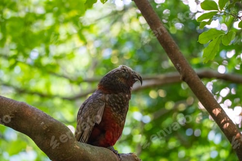 Preview: Closeup of a kaka bird perched on a green branch of a tree