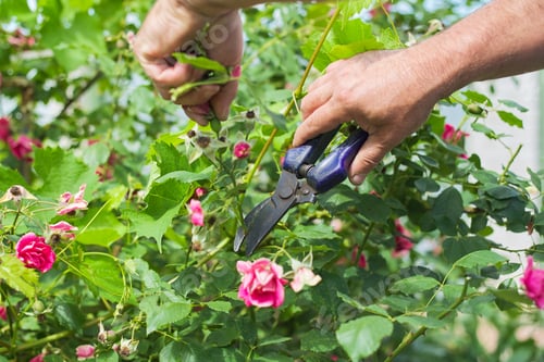 Preview: Gardeners hands with secateurs cutting off wilted flowers on rose bush
