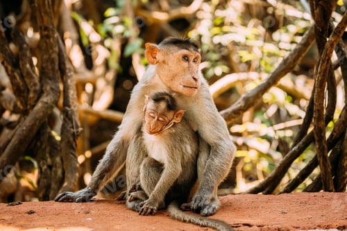 Preview: Goa, India. Bonnet Macaque - Macaca Radiata Or Zati With Newborn Sitting On Ground. Monkey With
