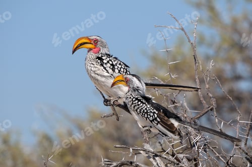 Preview: Southern Yellow-billed Hornbill, Tockus leucomelas