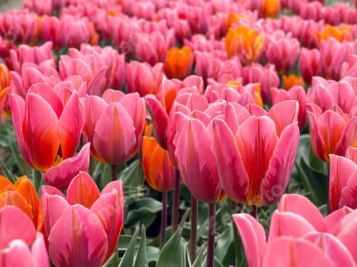 Preview: Tulips