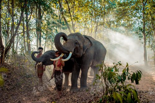 Aperçu: Elephant and farmers in Thailand