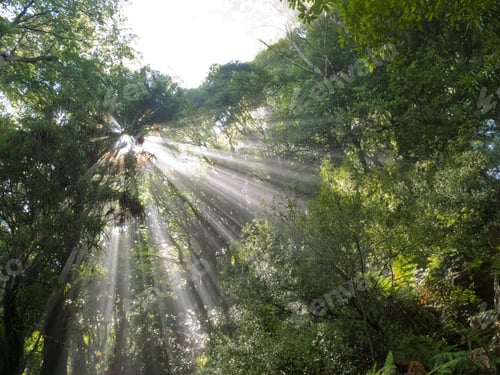 Preview: Sunlight rays beam through dense tropical jungle