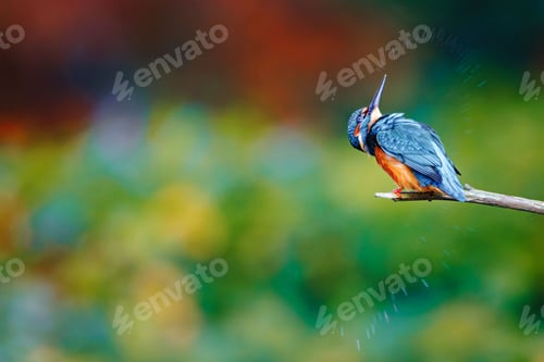 Preview: Kingfisher shaking off water on branch.