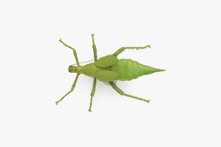 Visualização: Inseto em bastão de ninfa da selva da Malásia