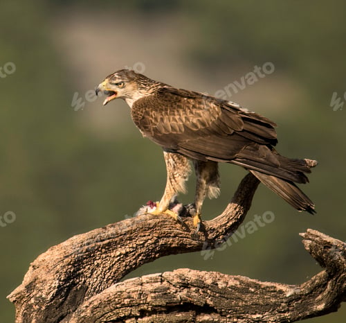 Preview: Furious wild eagle
