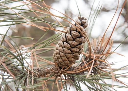 Preview: Fir Cone