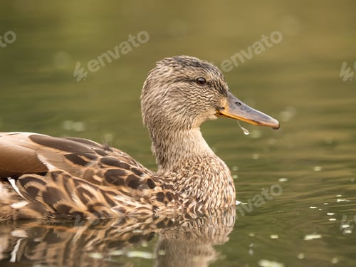 Preview: Wild duck at a pond