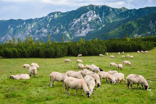 Preview: Alpine pastures in Retezat National Park, Carpathians, Romania.