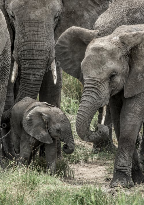 Preview: Elephant and calf in Serengeti National Park